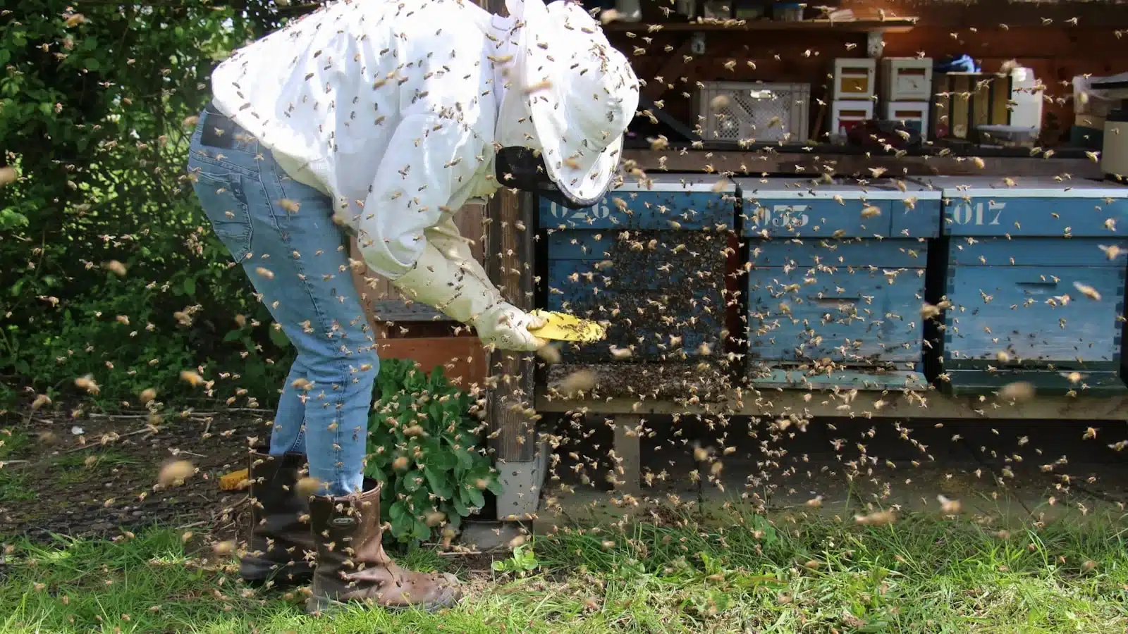 Beekeeper working a hive during a Melbourne bee removal