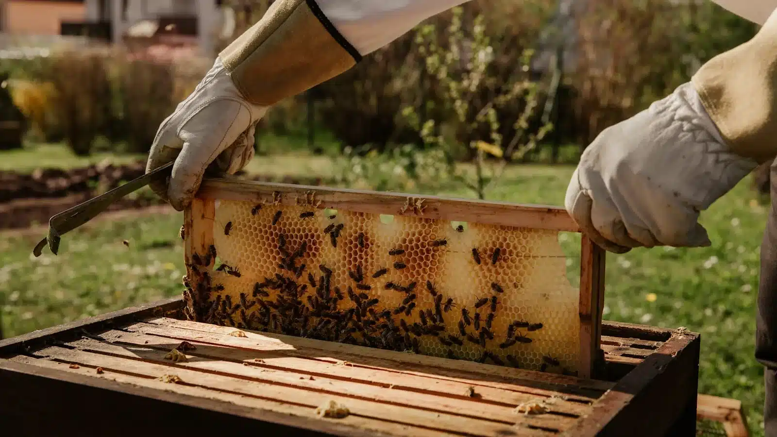 Beekeeper inspecting a frame of honey bees in Melbourne