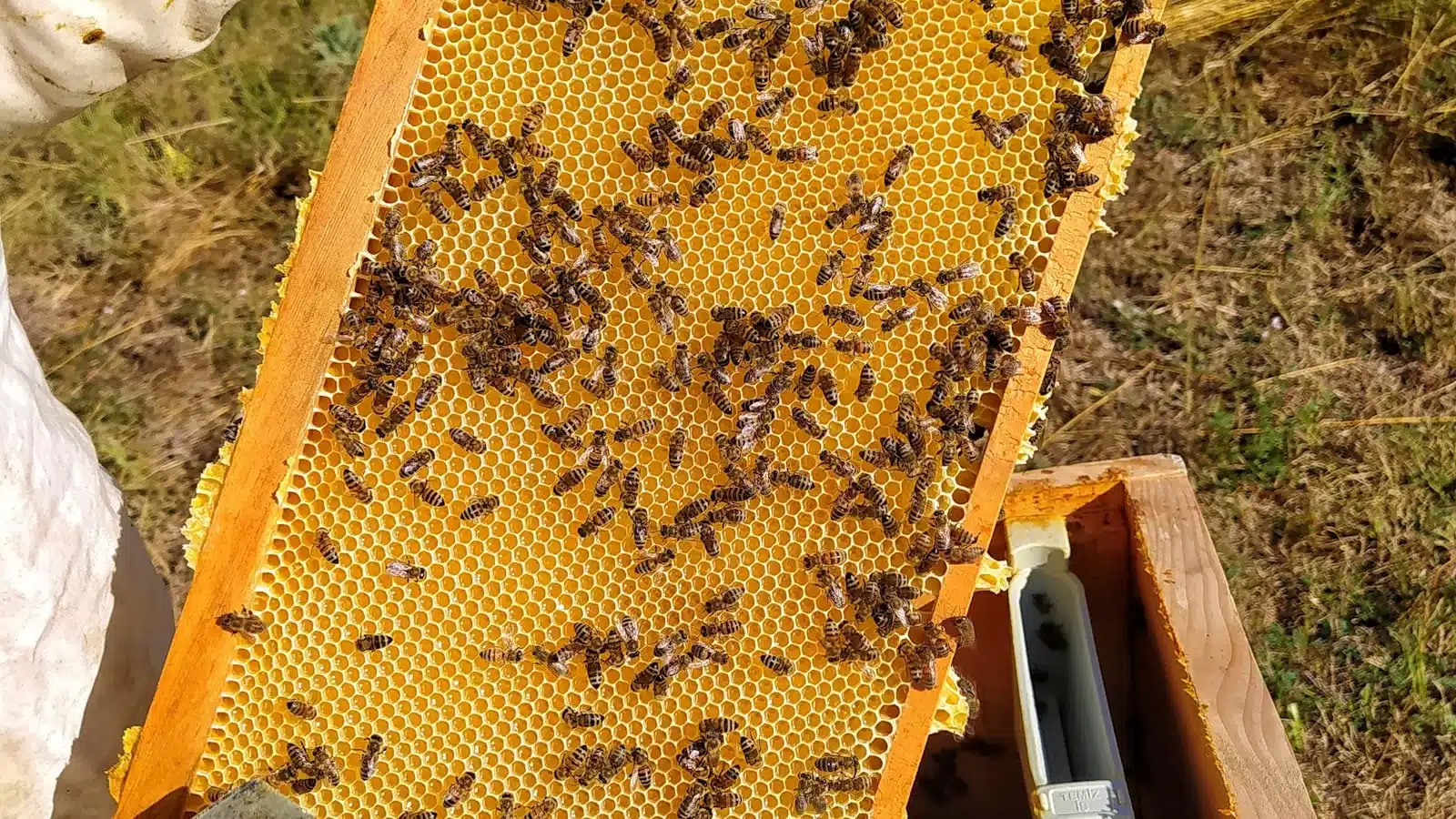 Beekeeper holding a frame covered in honey bees