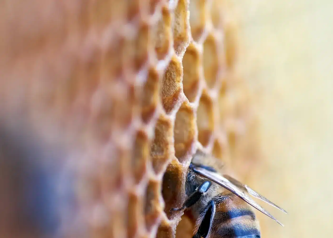 Established honeycomb inside a Melbourne wall cavity