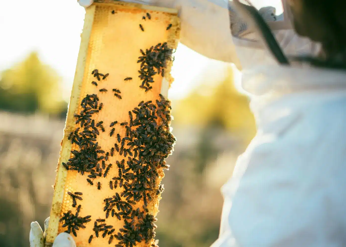 Beekeeper sealing a cavity after a Melbourne bee removal