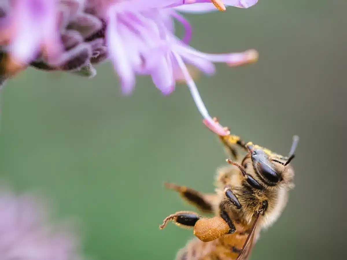 Blue banded bee on a purple flower