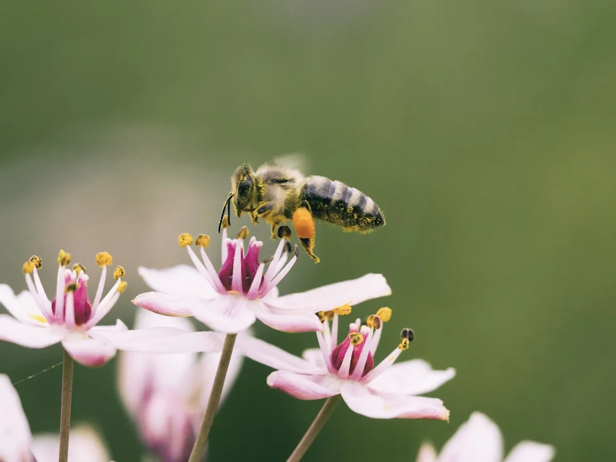 Large carpenter bee on a bloom