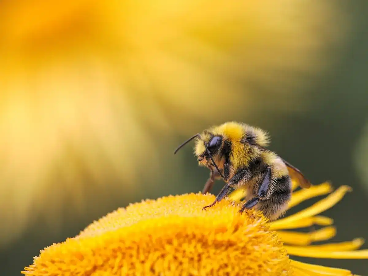 European honey bee on a flower