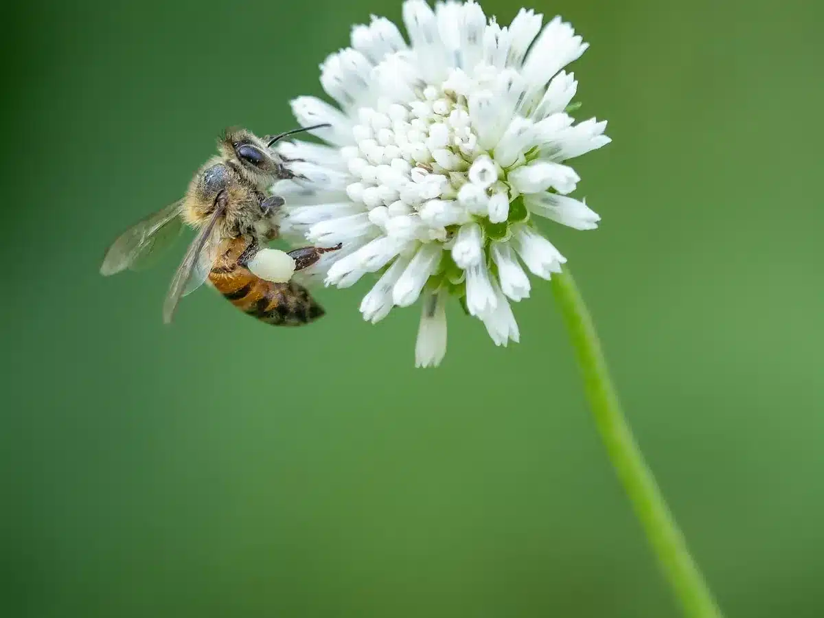Leafcutter bee on a flower