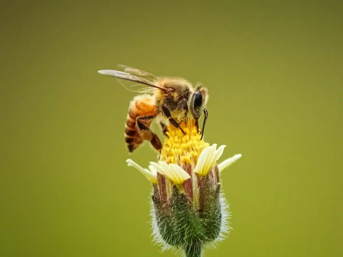 Small dark masked bee