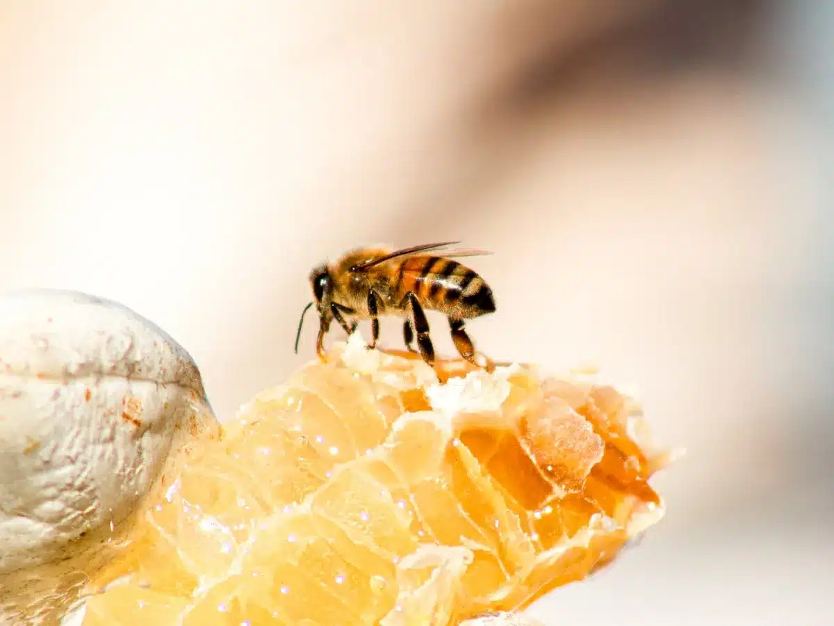 Resin bee on a pale surface