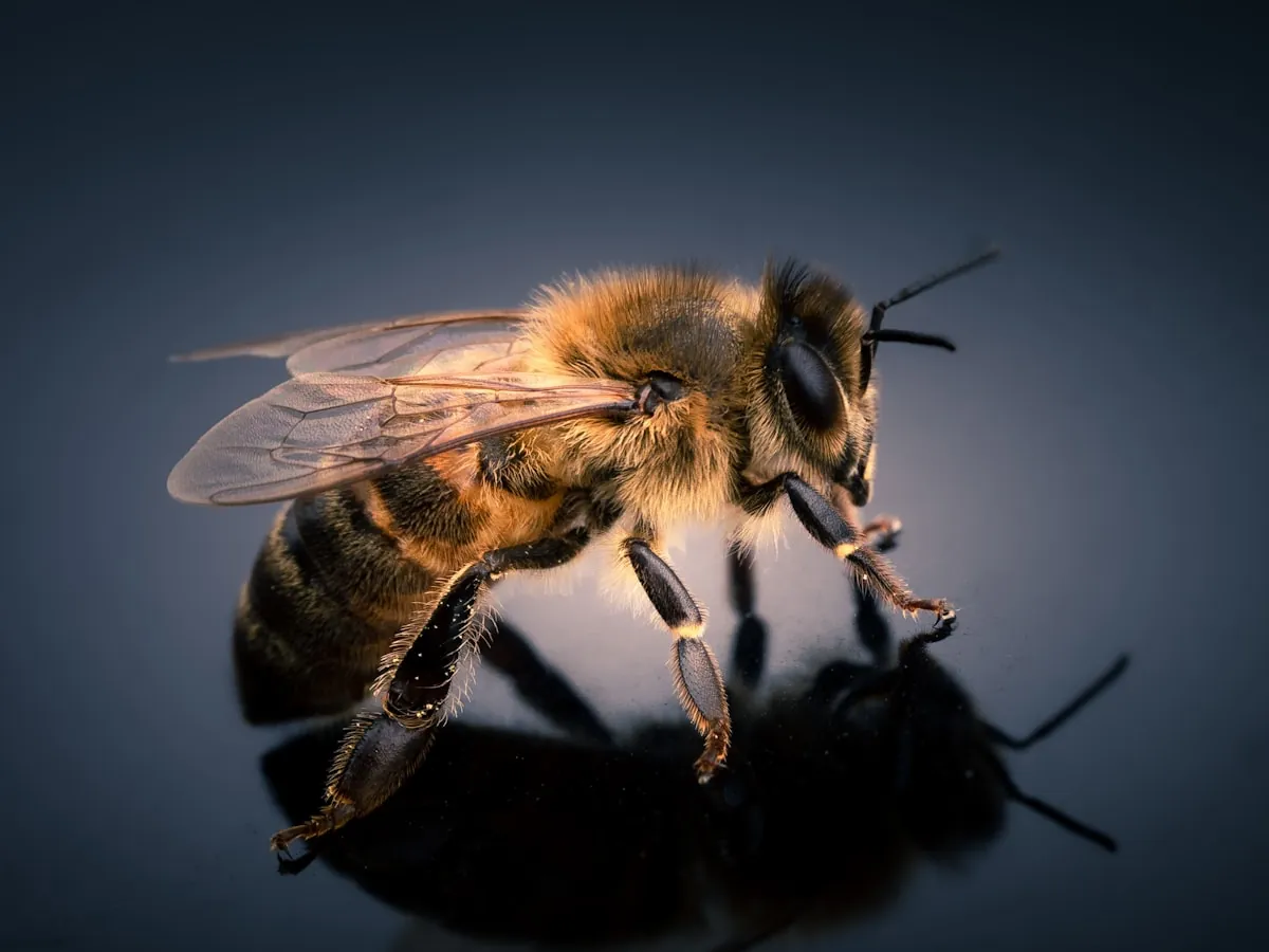 Small stingless native bee