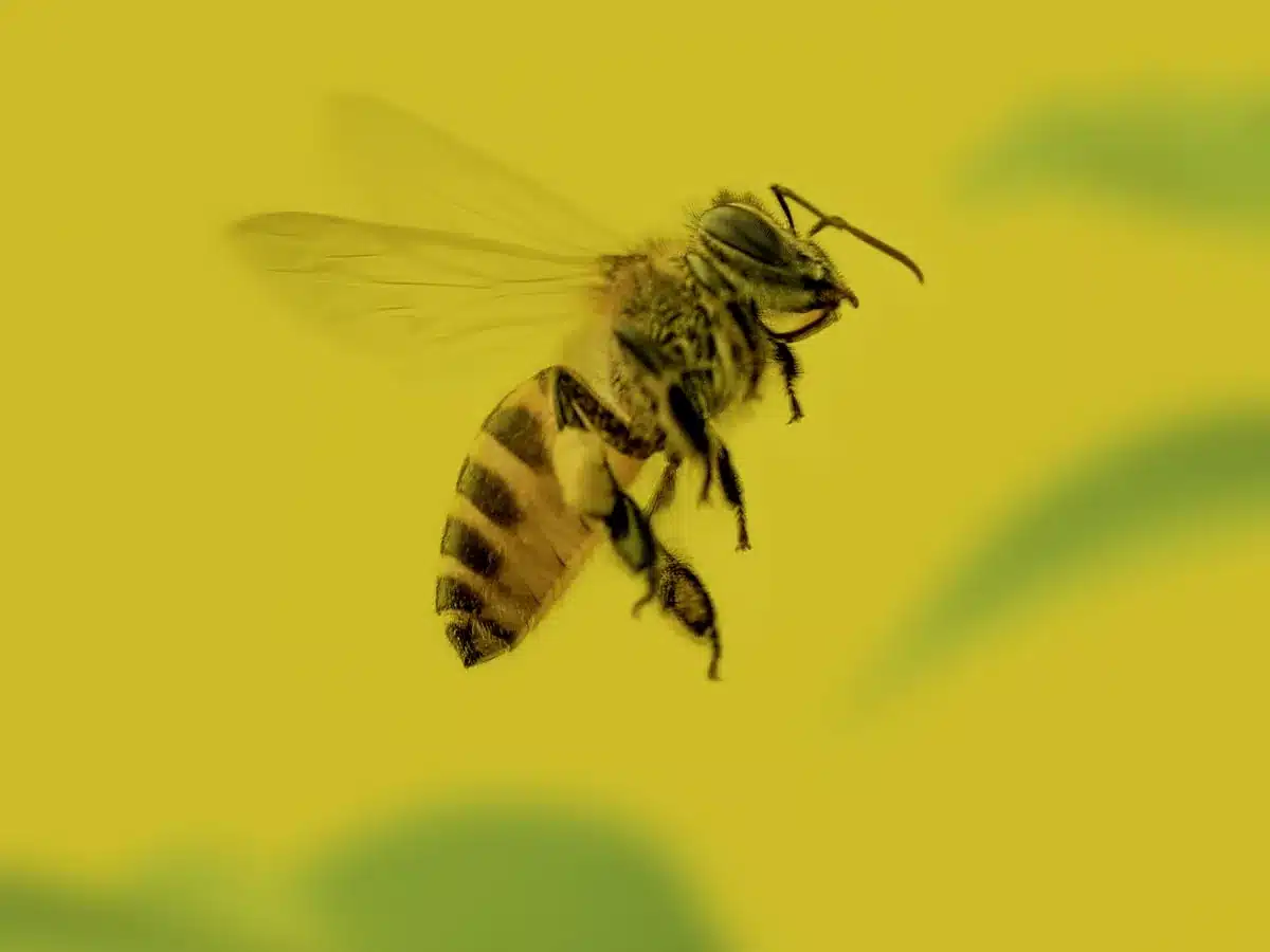 Furry golden teddy bear bee